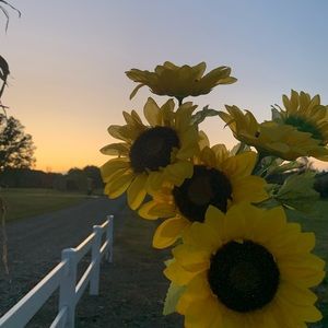 Meet your Posher, Lauryn